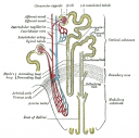 Nephron