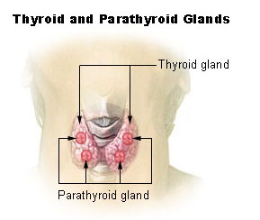 illu_thyroid_parathyroid.jpg
