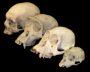 primate_skull_series.png