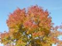 120px-fall-tree.jpg