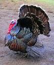 101px-male_north_american_turkey_supersaturated.jpg