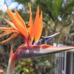 birdofparadise