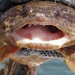 toadfish