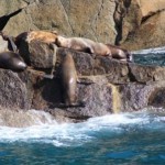 sealions21