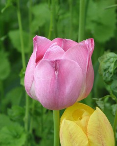 479px-Pink_tulip_flower