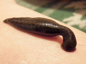 1280px-Sucking_leech