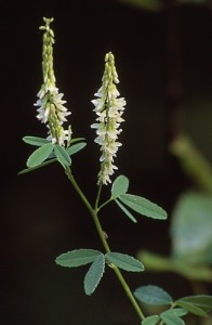 Melilotus_alba