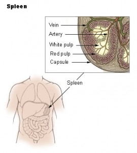 spleen