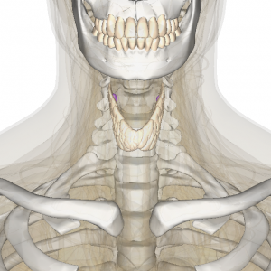 Thyroid_anat