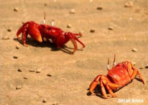 Red_crabs