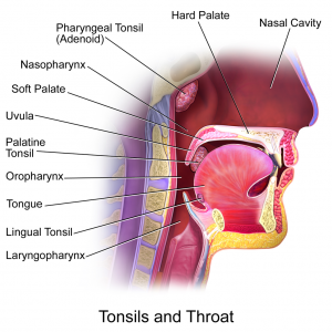 Tonsils&Throat_Anatomy2