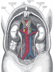 renal