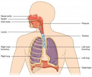 2301_Major_Respiratory_Organs