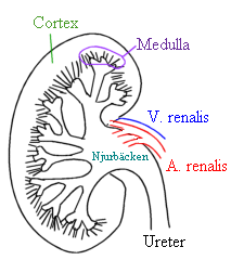 kidney 1