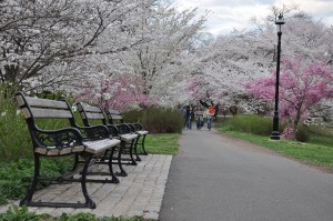 Cherry_Blossom_in_Branch_Brook_Park,_NJ_-_2012