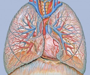 Thoracic_anatomy