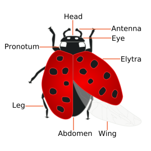 ladybug